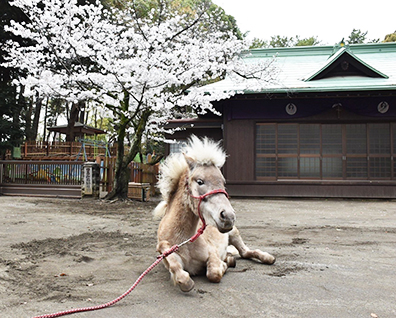 平塚八幡宮 皐月