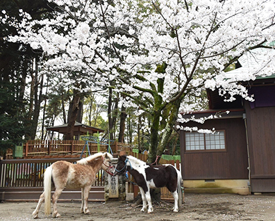平塚八幡宮 皐月