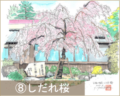 平塚八幡宮　しだれ桜